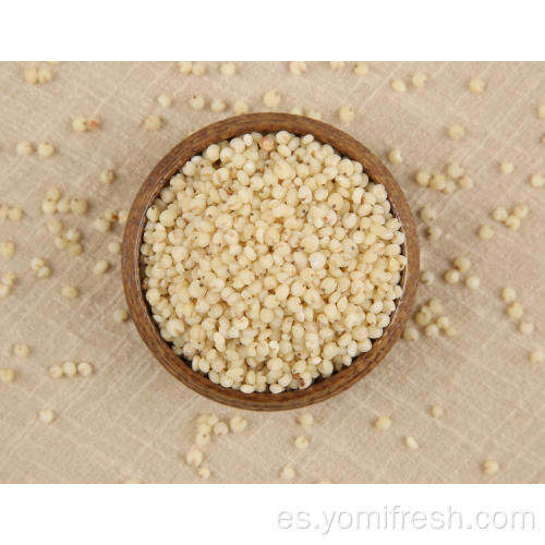 Sorgo y arroz